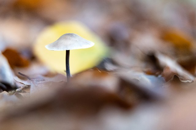 Mycetinis alliaceus - Photo macro seta 2